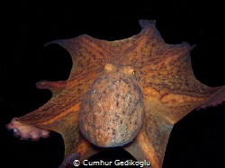 Octopus vulgaris
Spaceship from Korumar Bay by Cumhur Gedikoglu 